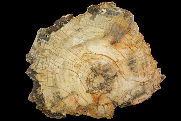 Petrified Wood (Araucaria) Slab - Madagascar #118578